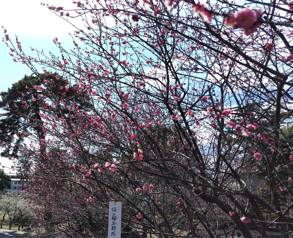 小田原城址公園の紅梅