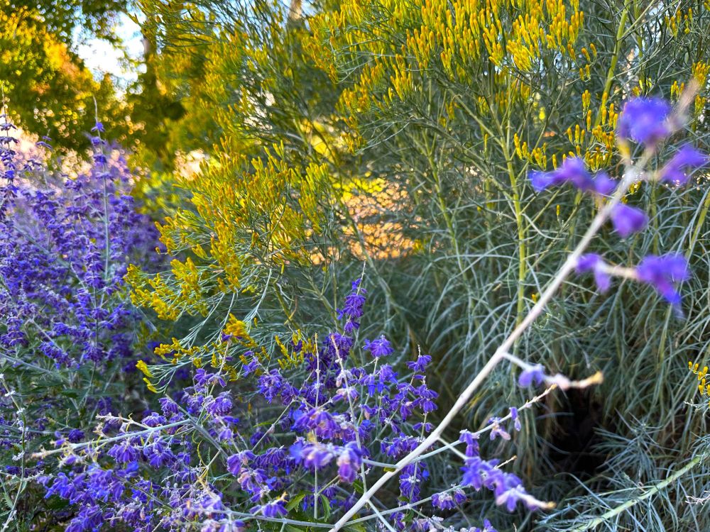 Photo of sage and rabbit brush in their autumn liveries of purple and gold.
