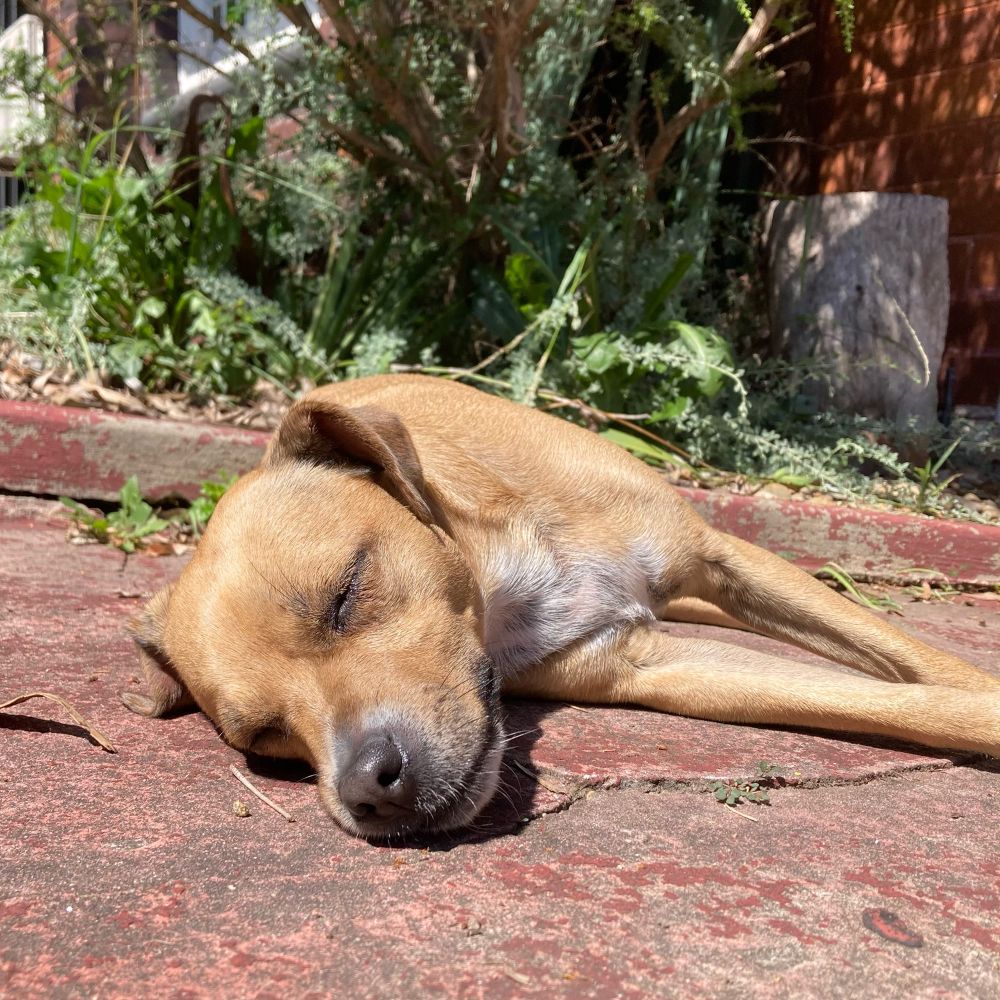 A photo of a small caramel coloured dog lying on the pavement in daytime with its face towards the camera