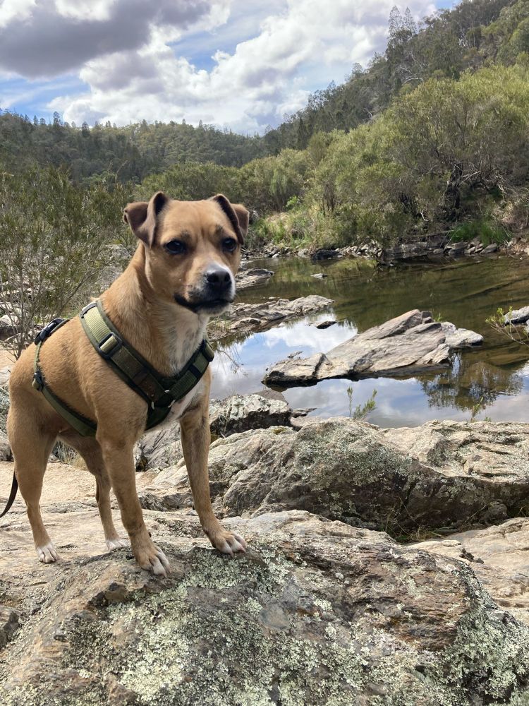 A small dog stands facing the camera next to a rocky gorge with water flowing and lined by tree. It’s daytime and there are clouds on the horizon.
