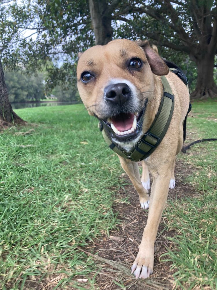Photo of a small tan dog walking towards the camera and smiling 