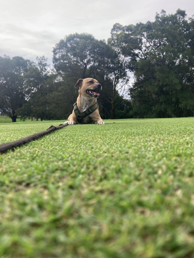 A photo of a small dog lying on grass from a low POV. 