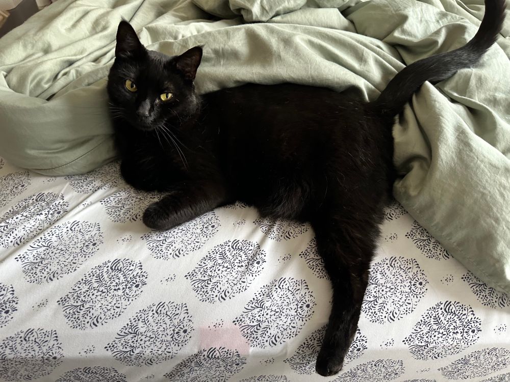 Mack the black cat laying down with one back leg splayed out, tail high, and two folded front paws.