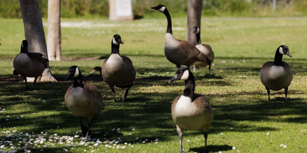 'White male in his 50s or 60s' cited for killing geese in Springfield Ohio — not Haitians