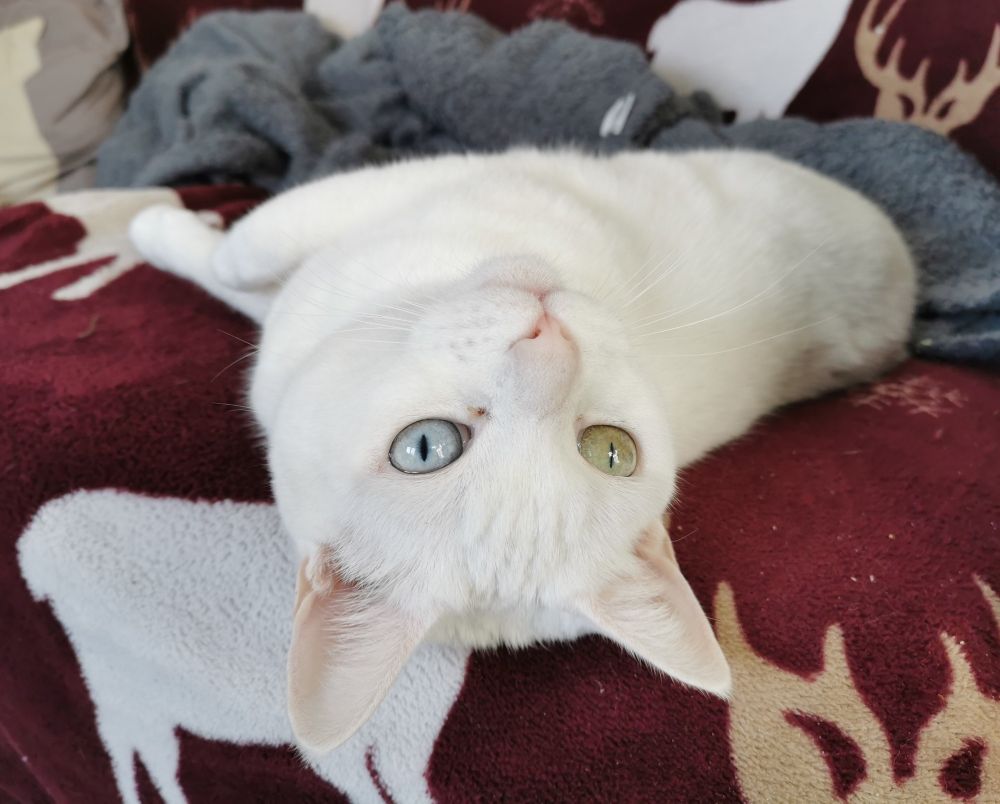 A white cat is lying upside down on a red blanket and staring into the distance. She has one blue eye and one green eye because why not?