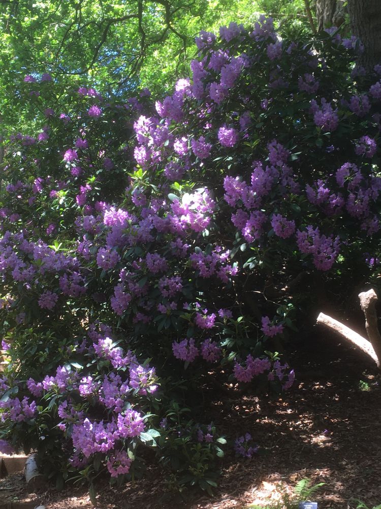 A tree casts shadow and dappled sunlight over a mauve rhododendron bush. 