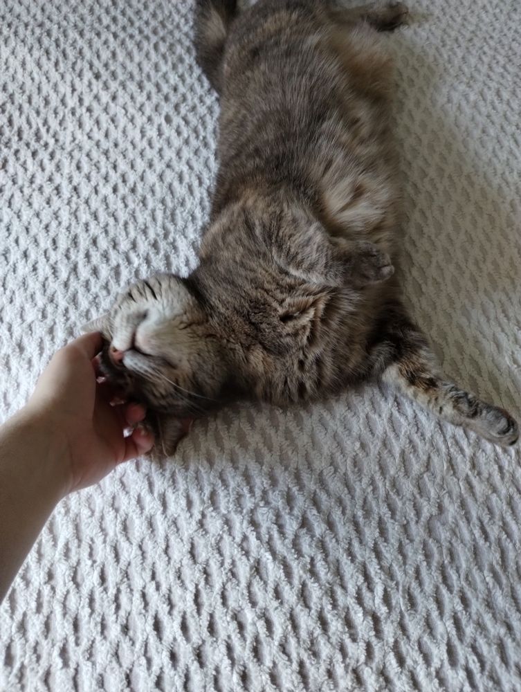 kitty being pet