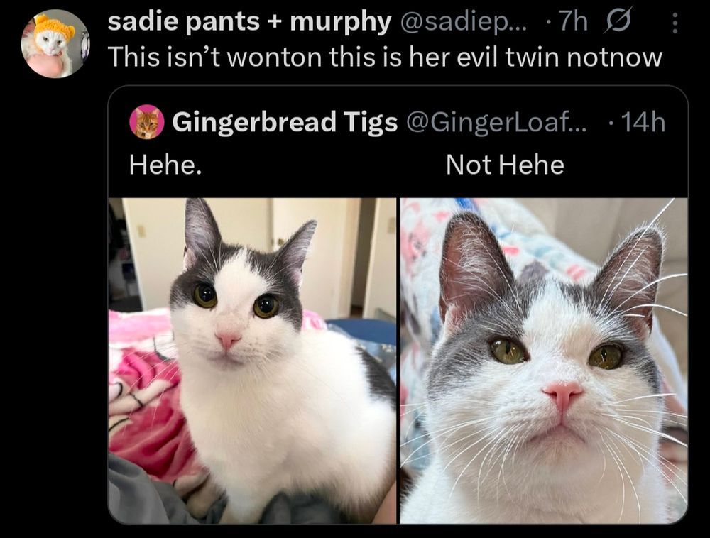 a photo meme by gingerbread tigs
depicts a cat doing two things
large pupils to the left with glee
cat wonton chuckles merrily
while scowling tiny pupils tight
"not hehe" reads caption on right
bird app user sadie pants plus murphy
retweets and comments quite deftly
"this isn't wonton this is her evil twin notnow"
thus you know the when, why, where and how
