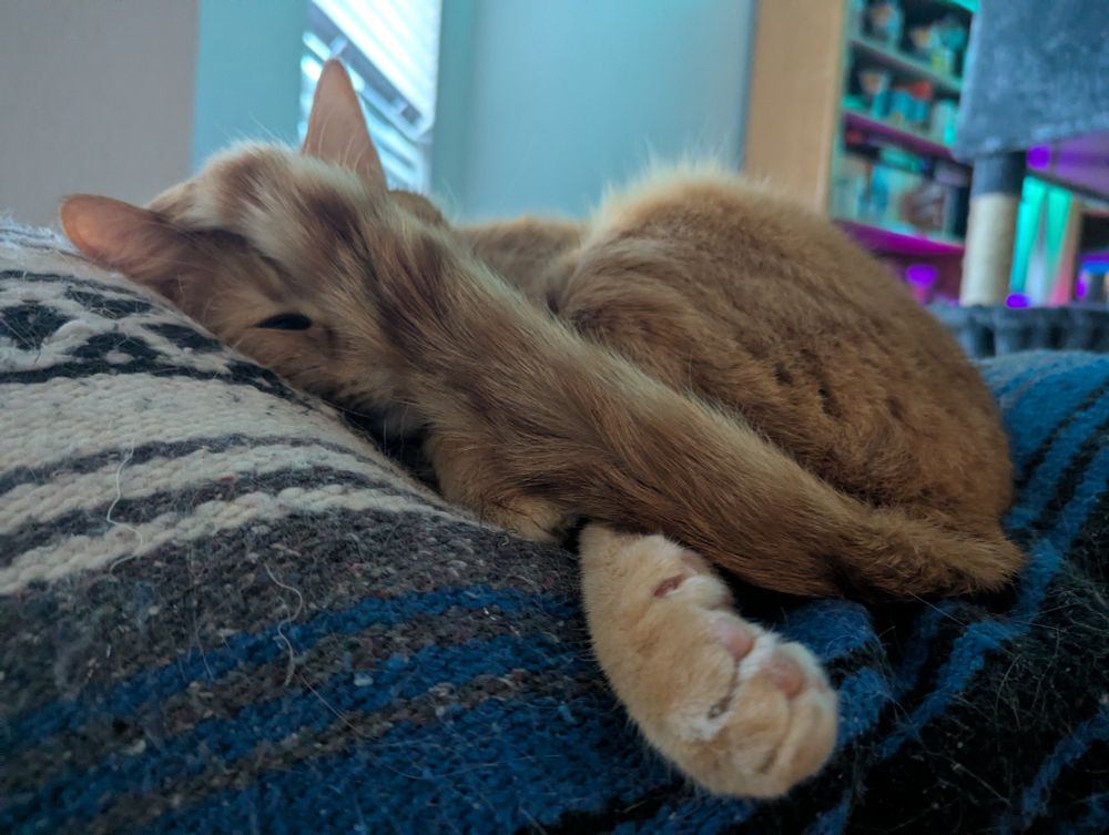 an orange cat sleeping on a blue blanket with his tail draped across his head