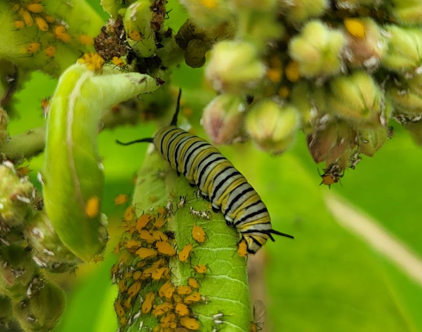A close-up of a Monarch butterfly caterpillar, likely fourth instar with longer antennae on head area. Situated on Milkweed leaf and surrounded by aphids. Blurry image of blooms in forefront of not yet opened umbrel.