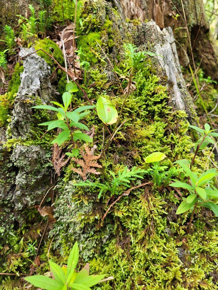 Old decaying stump FULL of plants and mosses of all kinds. Biodiversity run amuck. Image taken in Adirondacks near Blue Mountain Lake.