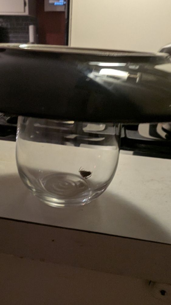 Spider trapped in a wine glass playing dead.