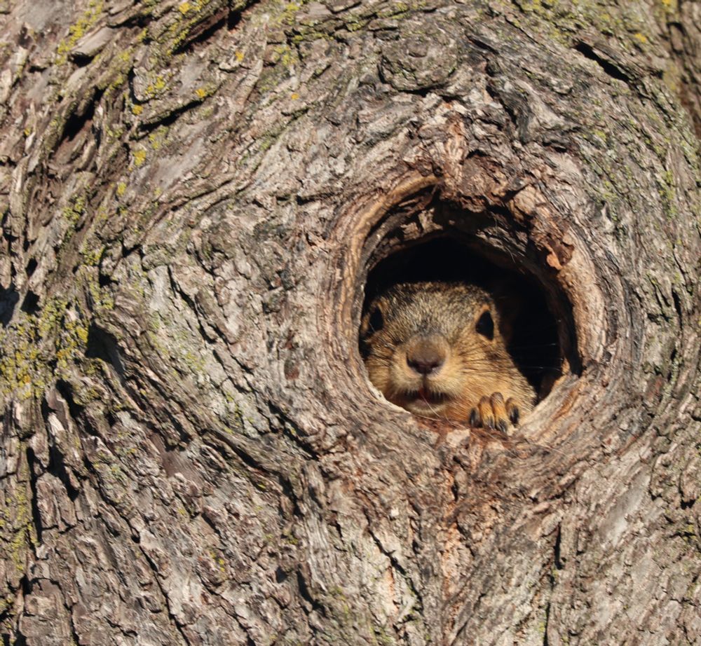Fox squirrel at the Rolling Hills County Park in Ypsilanti, Michigan.  This little one has found safety in the cavity nest.  One might say even this little one does not have time for the crap in America right now.
