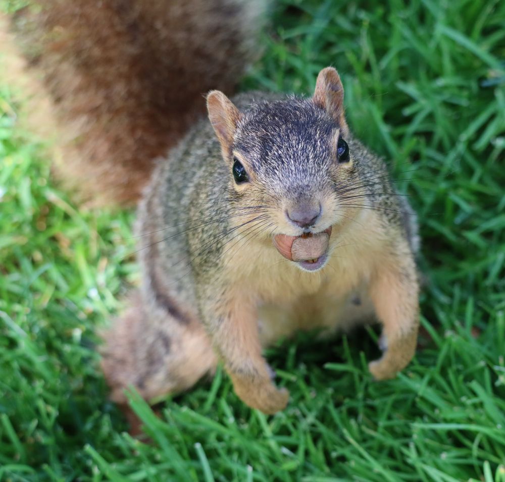 Fox squirrel at the University of Michigan looking up with a hazelnut in her mouth.  I wonder what the squirrels will eat when all the colleges and universities close in the United States?  