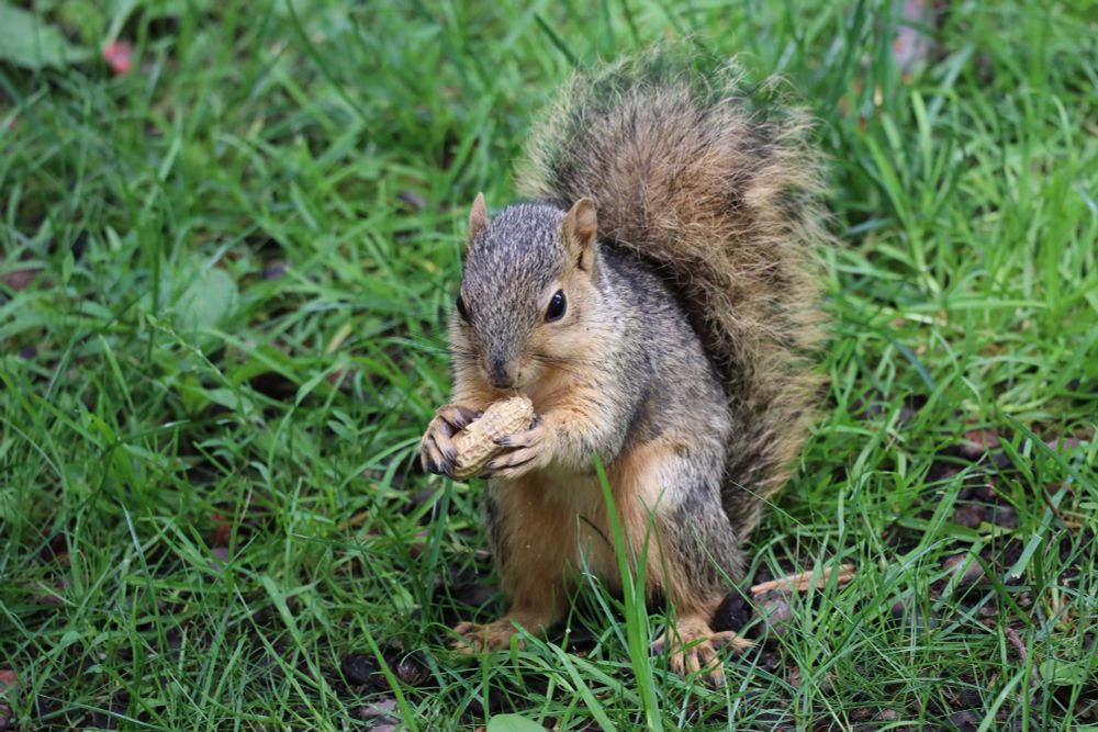 Juvenile fox squirrel enjoying a peanut at the University of Michigan in Ann Arbor on a June day in late Spring.  Even this young squirrel knows that a tariff is a tax....