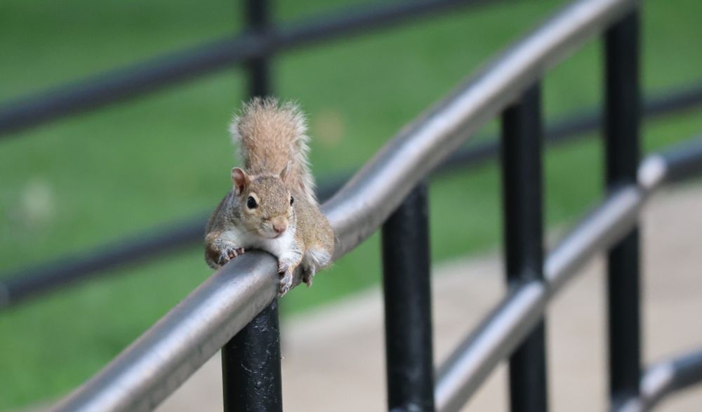 Eastern grey squirrel hanging onto a handrail on the campus of Western Kentucky University in Bowling Green, Kentucky.  Seems like a great metaphor for the total crap show that living in the United States has become.