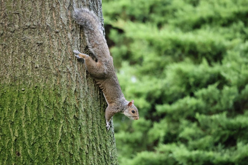 Eastern grey squirrel climbing down a tree in downtown Louisville, Kentucky.  This is one picture of so many things conservatives hate in the USA.
