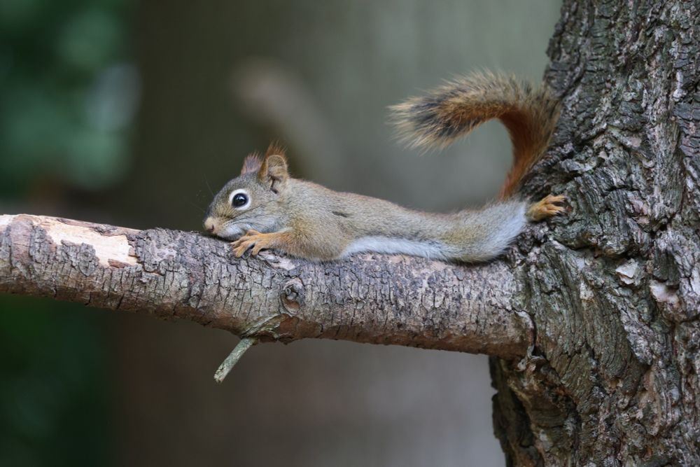 American Red Squirrels lays on a branch on a June day in Ypsilanti, Michigan.  Like all of us - the squirrel is exhausted by the daily barrage of bullshit that is every day in the States.