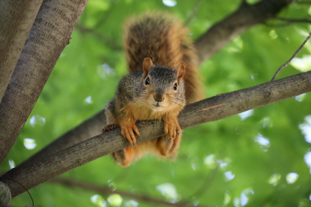 Juvenile fox squirrel hanging out on a tree limb at the University of Michigan in Ann Arbor.  The tree is giving her a nice break from the weather.  SO....this squirrel knows that tariffs are taxes - why doesn't the administration in DC?