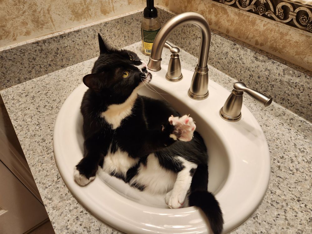 Fred the cat is sitting in a bathroom sink trying to figure out why the water is not running.  
