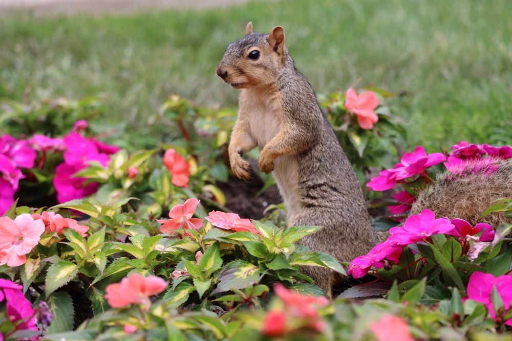 Fox squirrel standing among the flowers on the campus of the University of Michigan on June 18th, 2025 in Ann Arbor.  A small indication that the current administration in Washington has not totally F-ed up higher ed.