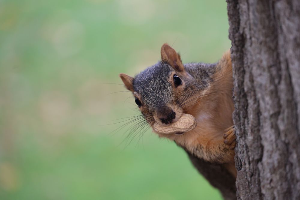 Fox squirrel leaning off a tree with a peanut in her mouth.  There is a green background from the grass behind the tree.  And everything kinda sucks in the US right now....don't forget that.