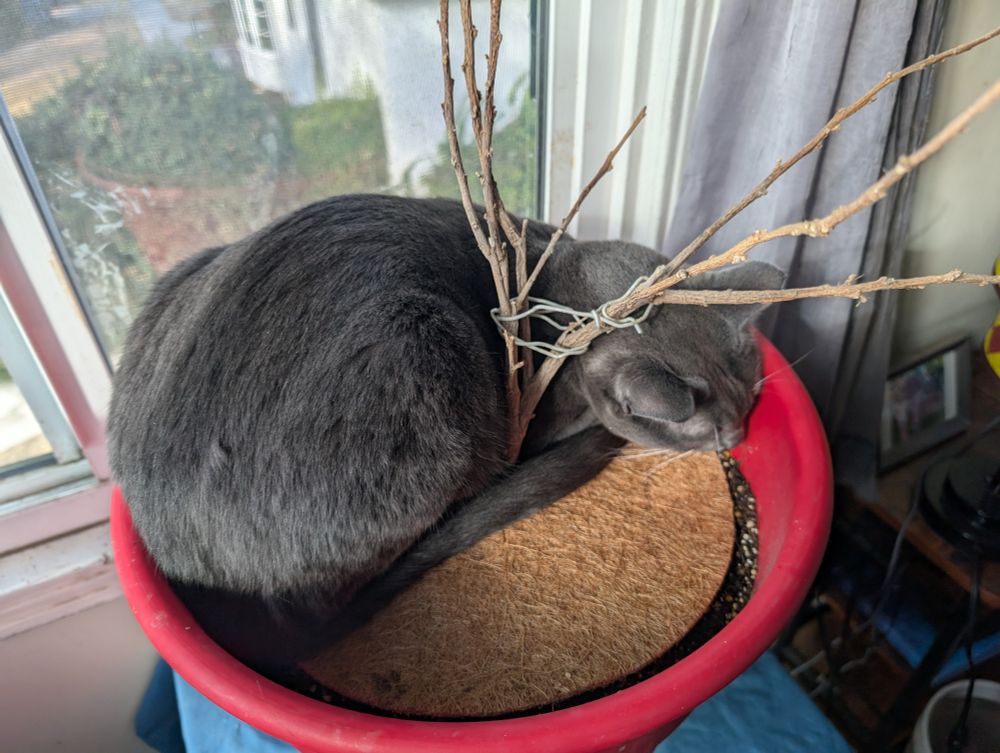Gray tuxedo cat sitting inside the pot of a hibernating hibiscus plant
