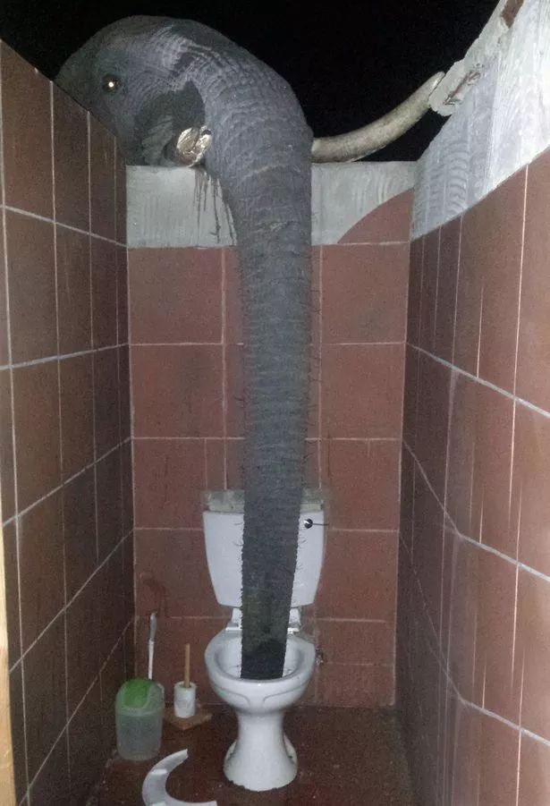 elephant drinking out of a toilet yo