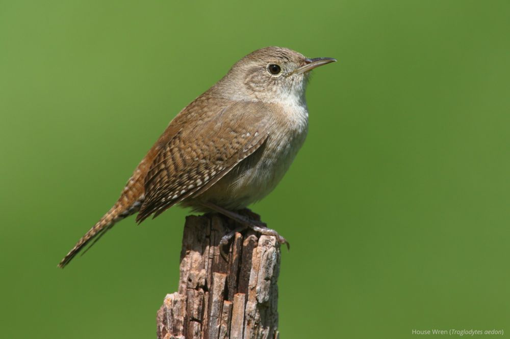 A “wrenaissance” for House Wrens; species and genus splits for Barn Owls and Plovers; and lumping of Redpolls included in 2024 Check-list changes - American Ornithological Society