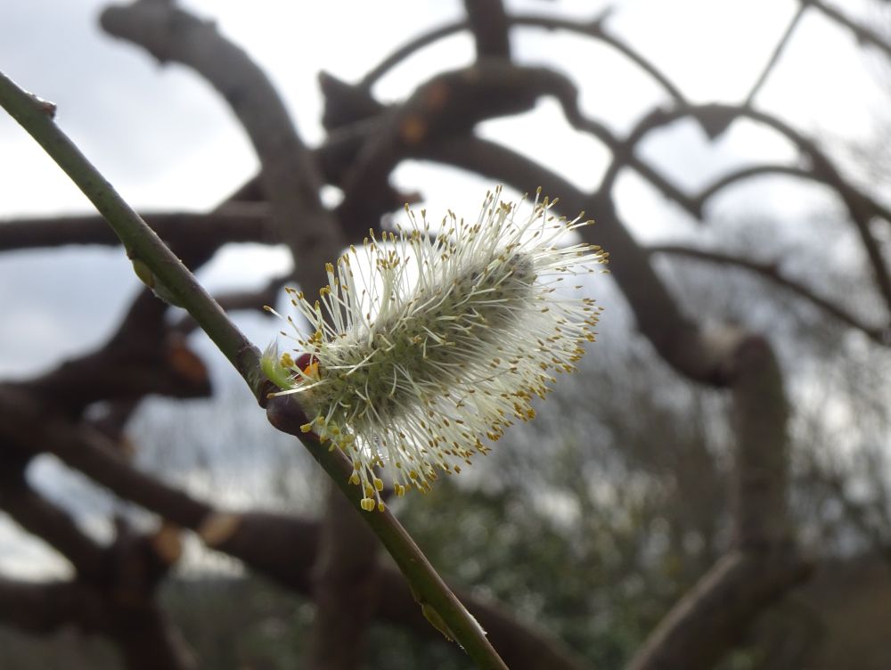 A solitary willow catkin.