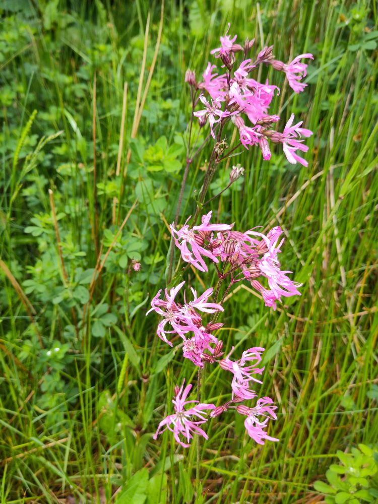 Ragged Robin 