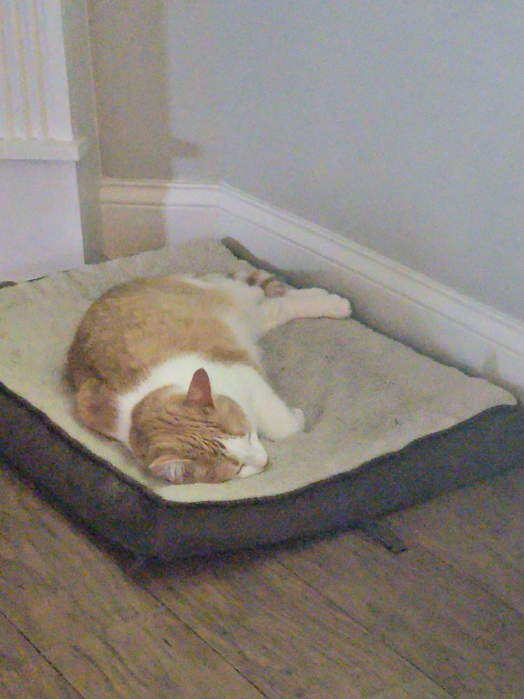An orange and white cat sleeping on a very comfortable bed.