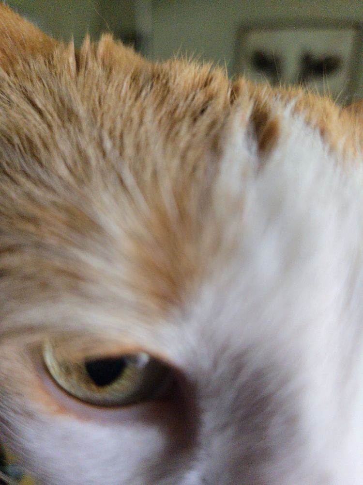 A cat selfie featuring one eyeball.