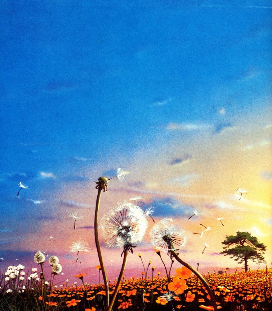 Dandelion seeds float away over a field of orange flowers under a beautiful blue and yellow sky.
