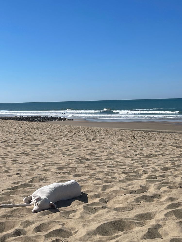 Ein Hund liegt ausgestreckt in der Sonne im Sand, im Hintergrund ist das Meer 
