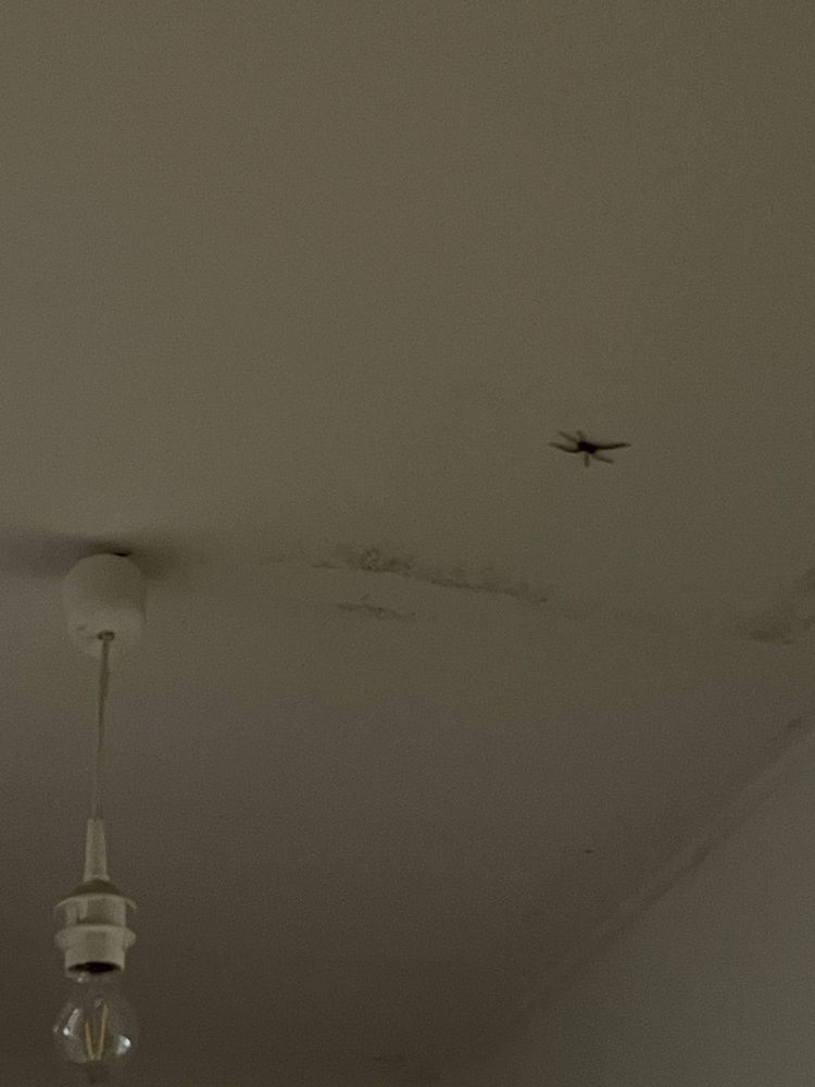 Sehr große Spinne an der Wohnungsdecke