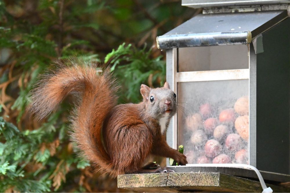 Das kleine, rotbrauner Eichhörnchen blickt den Betrachter an.