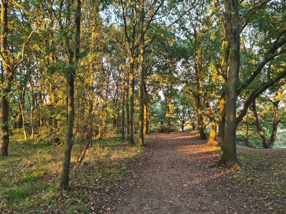 Woodland path by a lake at sunset.