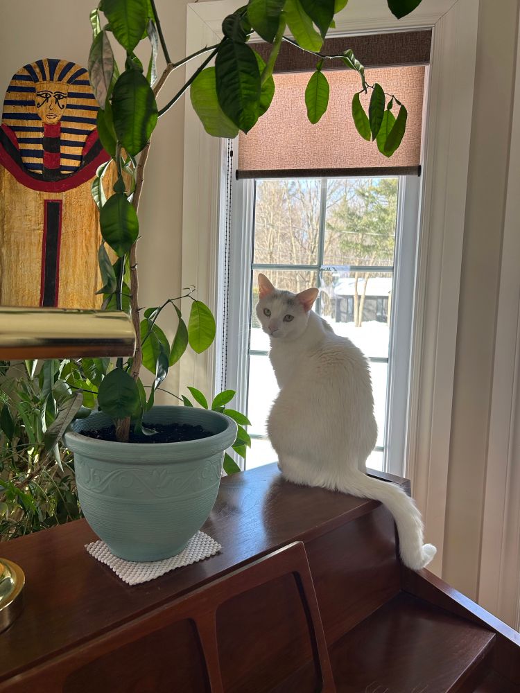 White cat sitting on a piano with a window behind him. There is snow outside. 