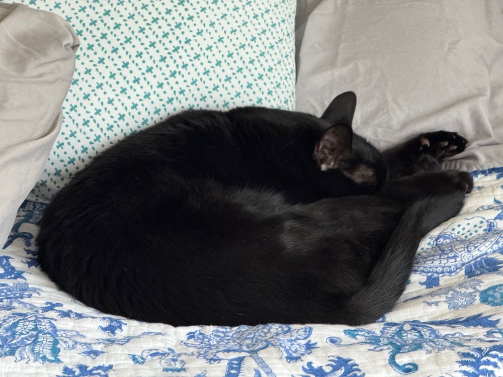 black cat curled up into a ball, napping on a made bed (for once)
