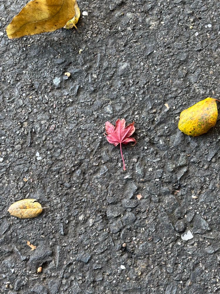 Closeup of a beautifully-shaped, teeny, red maple leaf. 