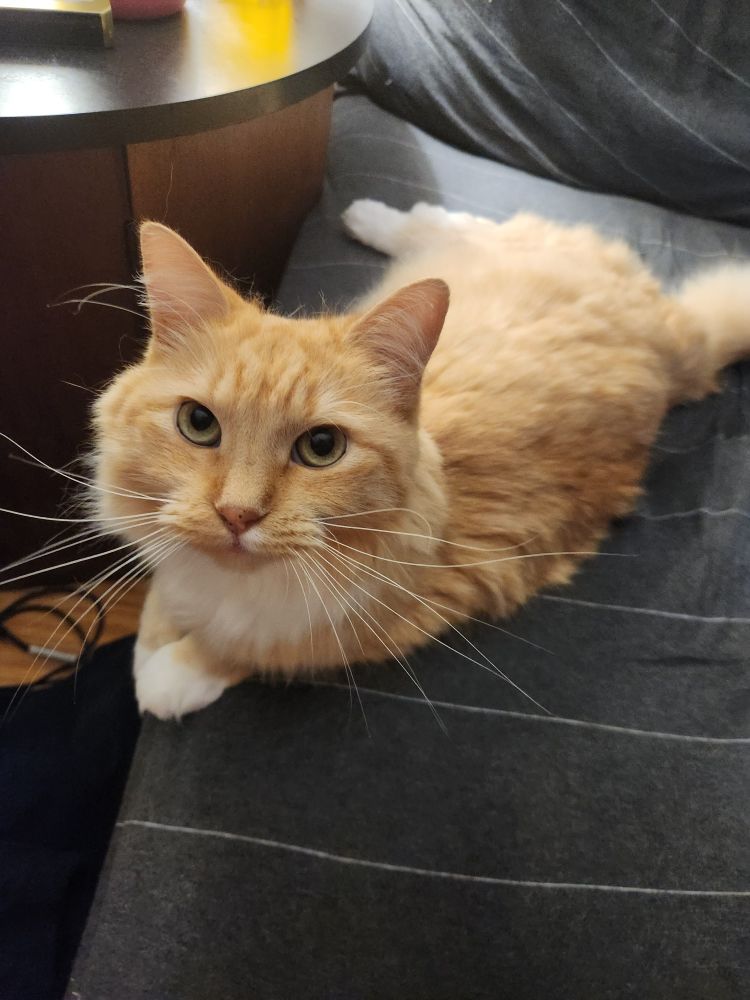 picture of a cute orange cat with long, wiry whiskers and piercing gold eyes