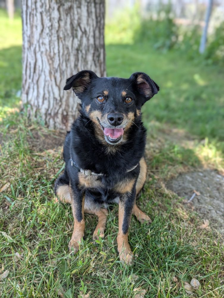 A small black and tan dog sitting in front of a tree. She's got her mouth open and her ears are relaxed, she looks happy 