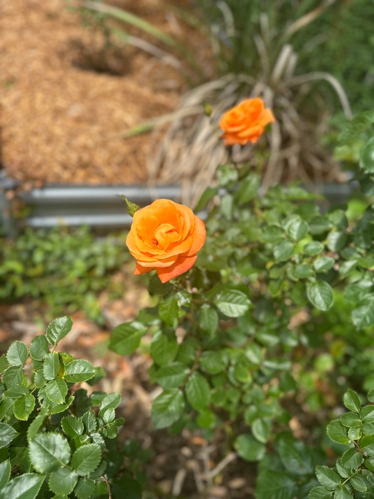 Orangey roses 