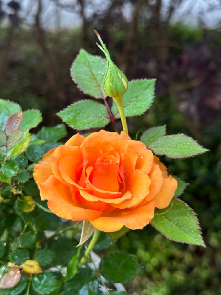 Comment image