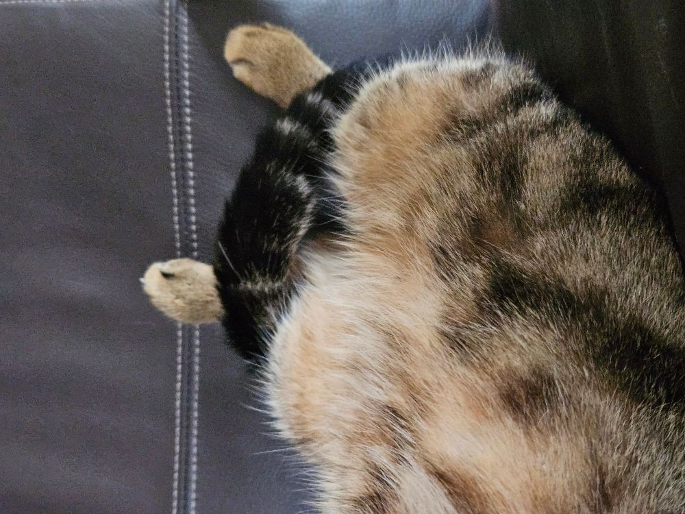 Flauschiger Bauch und Füsse einer Katze, die auf dem Rücken liegt.