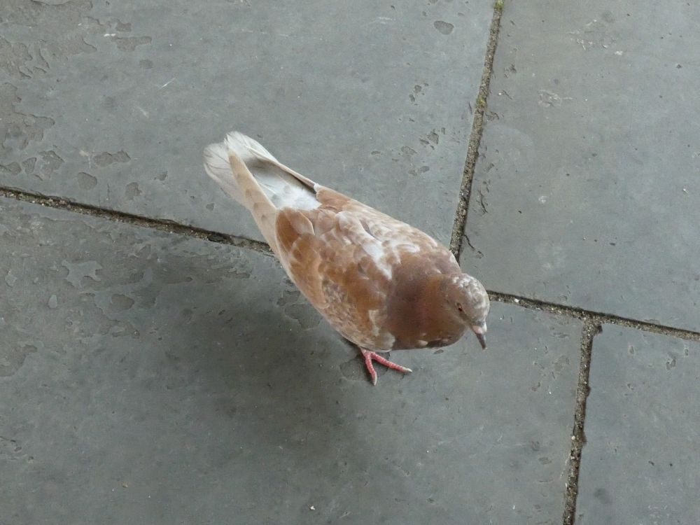 Brown and white pigeon walking on concrete slabs