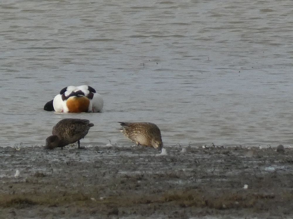Mottled brown ducks dabbling in mud for food.