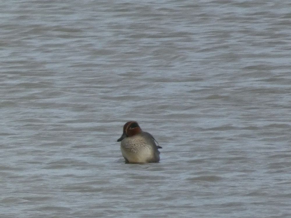 Greyish duck with red head and green eyestripe on water