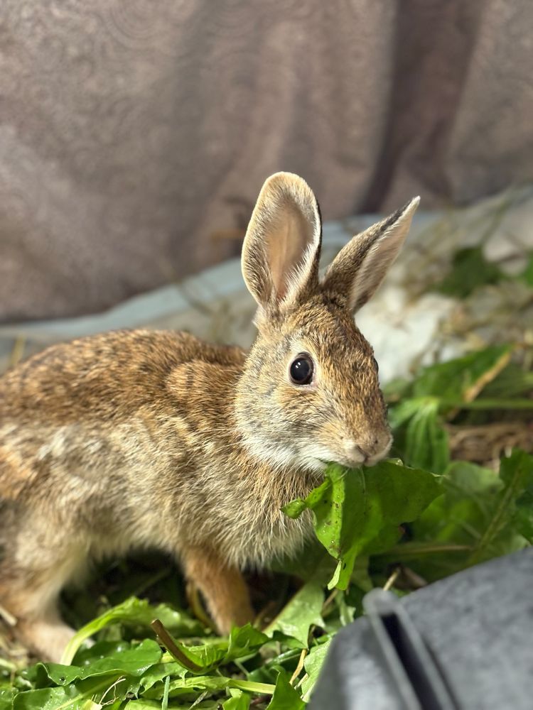 An adult Eastern Cottontail munches on wild-foraged greens while looking at the camera. A head tilt is visible. 